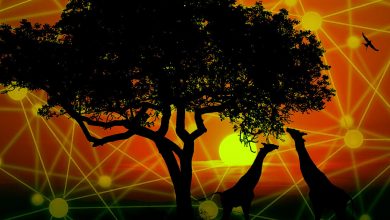 سرمایه گذاری در بلاک چین آفریقا از مجموع 127 میلیون دلار در سال 2021 فراتر رفت